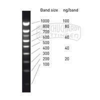 Marker Molekulargewichte für Gelelektrophorese