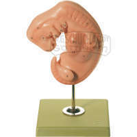 Embryo Modell SOMSO®