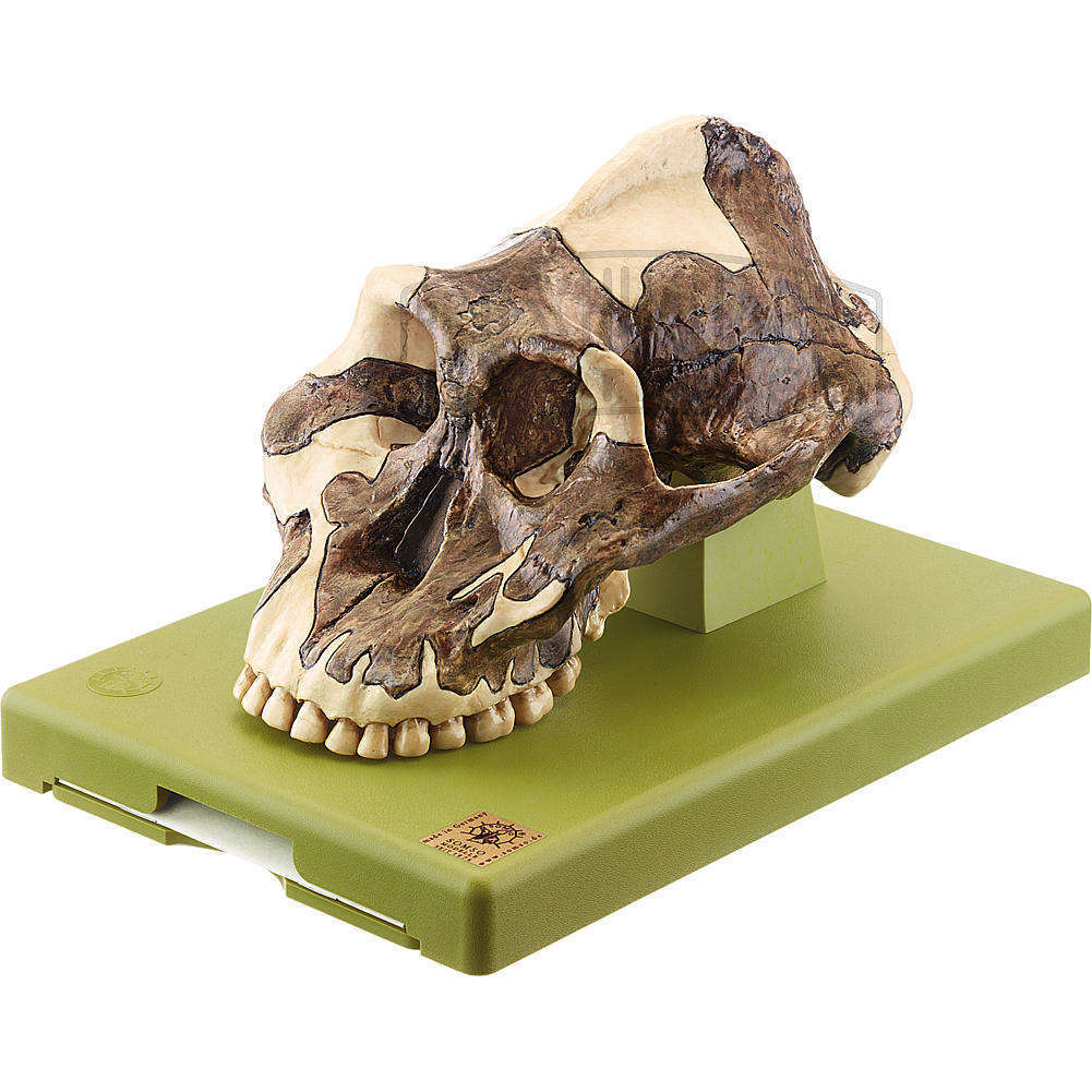 Schädelrekonstruktion von Paranthropus aethiopicus Modell SOMSO®