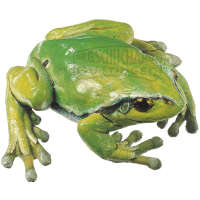 Laubfrosch weiblich Einzelmodell SOMSO®