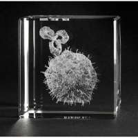 3-D Modelle in Glas, Krebszelle mit Antikörper