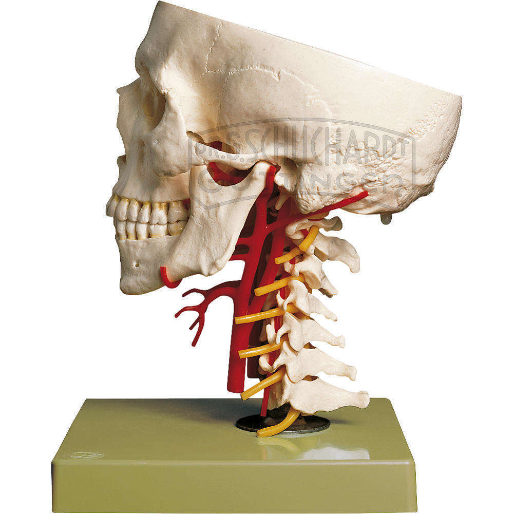 Schädelbasis mit Arterien Modell SOMSO®