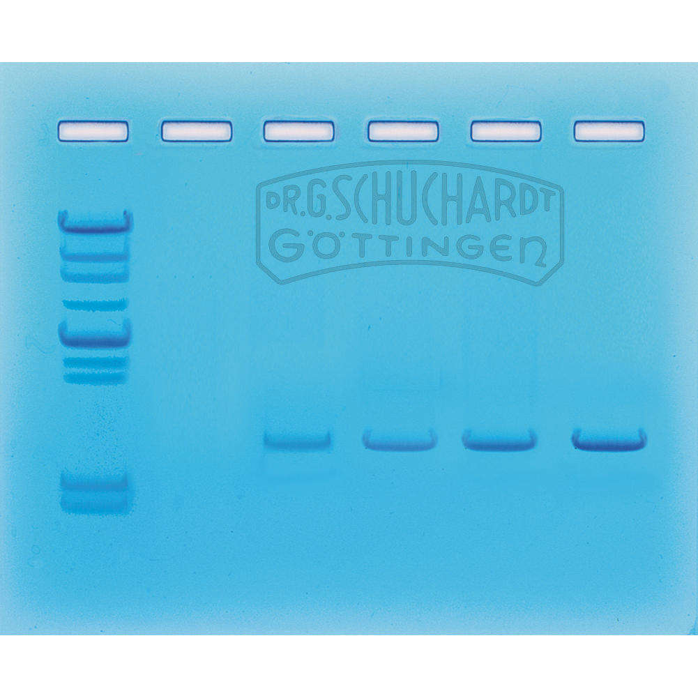 Set DNA-Amplifikation mittels PCR