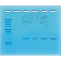 Set DNA-Amplifikation mittels PCR