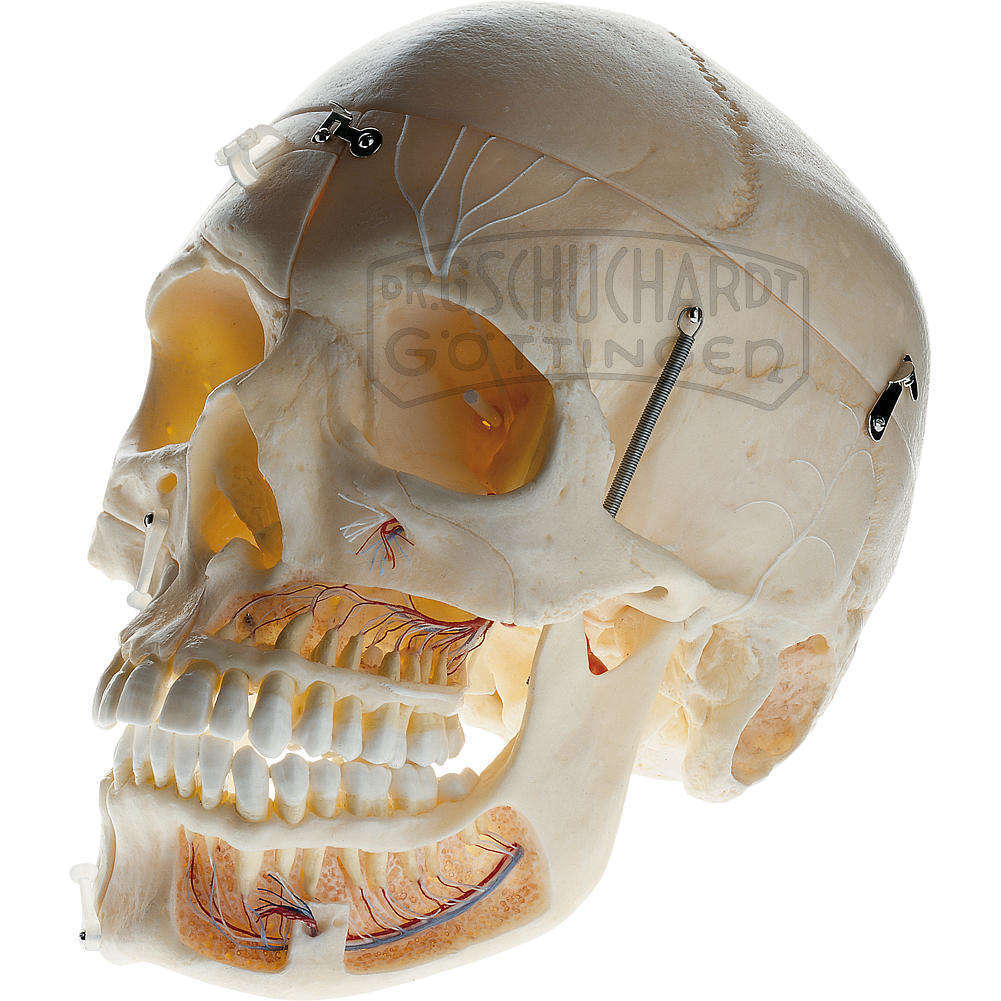 Künstlicher Demonstrationsschädel eines Erwachsenen Modell SOMSO®