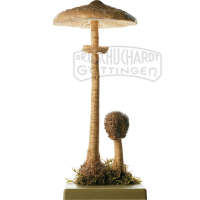 Riesenschirmling  Parasol Modell SOMSO®