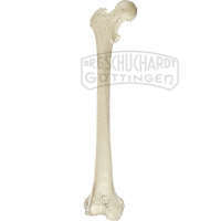 Oberschenkelknochen (Femur) Modell SOMSO®