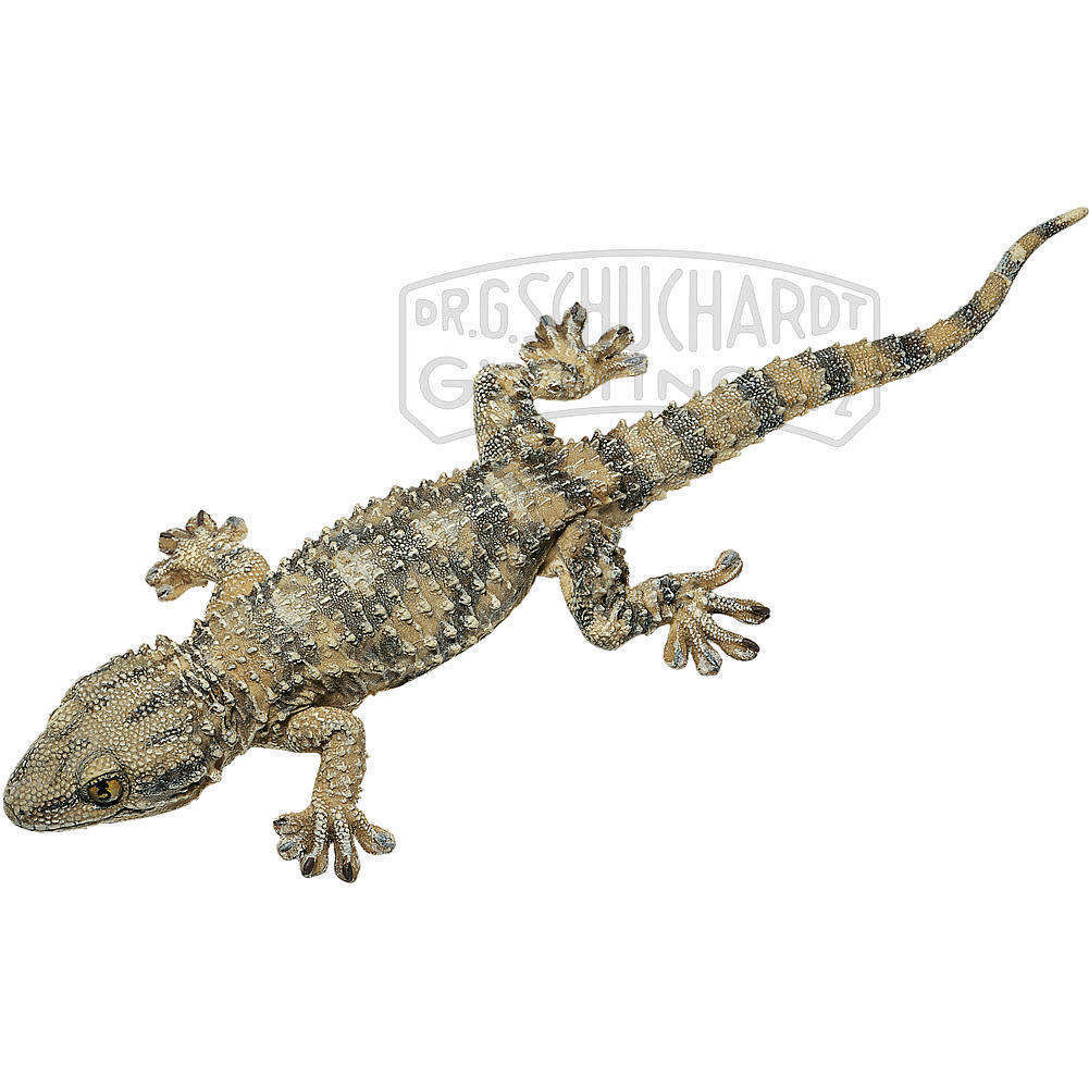 Mauergecko Modell SOMSO®