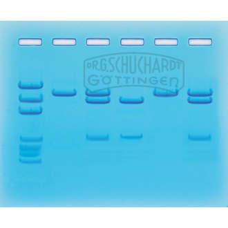 COVID-19 Testung mittels PCR