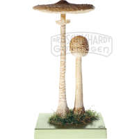 Riesenschirmling  Parasol Modell SOMSO®