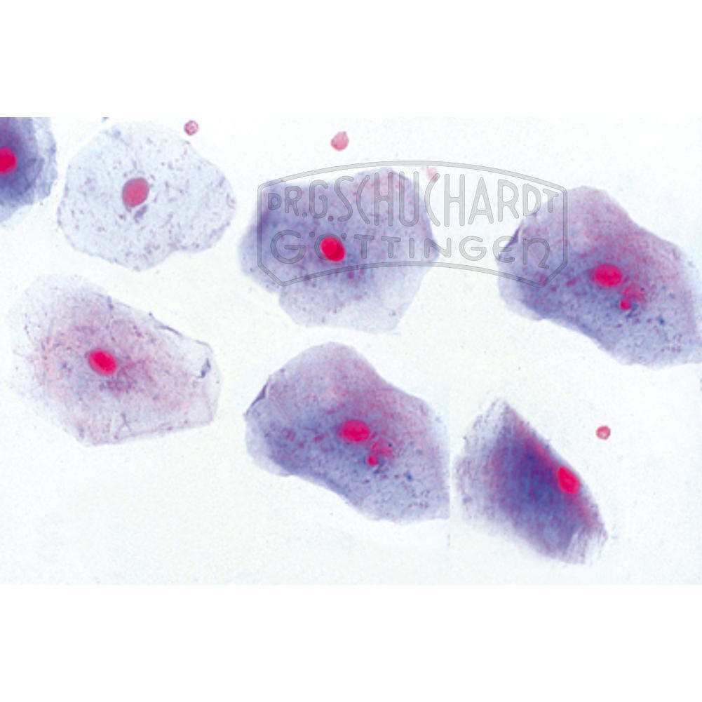 LIEDER Normale Histologie 40 Präparate