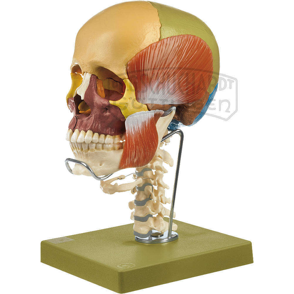 Schädelmodell 14teilig Mit Kaumuskulatur  Halswirbelsäule & Zungenbein Modell SOMSO®