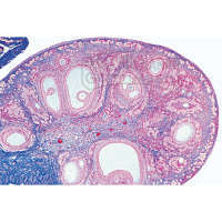 LIEDER Histologie: Weibliche Geschlechtsorgane 10 Mikropräparate