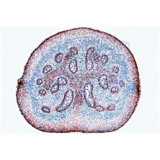 Pteridium, Adlerfarn, Rhizom mit Leitbündeln, quer