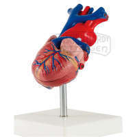 Herz 2-teilig Standard