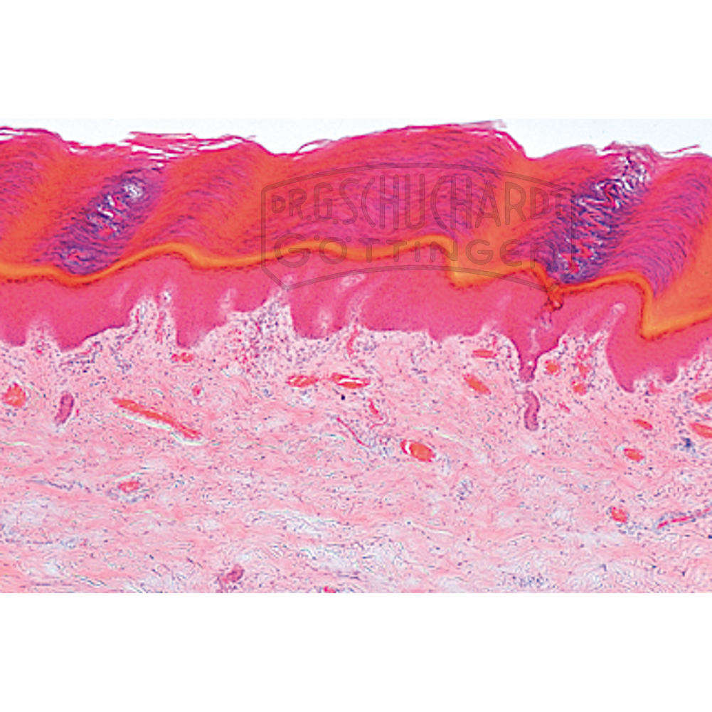 LIEDER Histologie: Haut 10 Mikropräparate