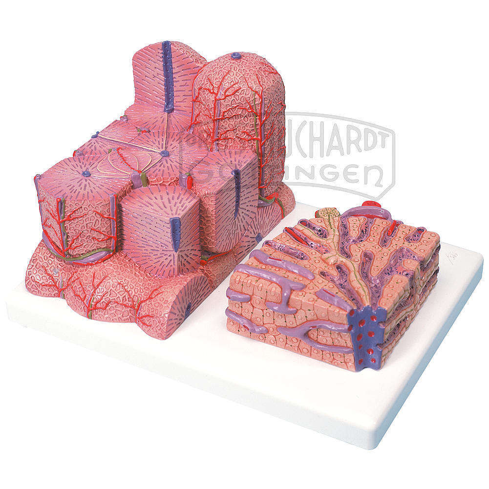 MICROanatomy™ Leber DeLuxe