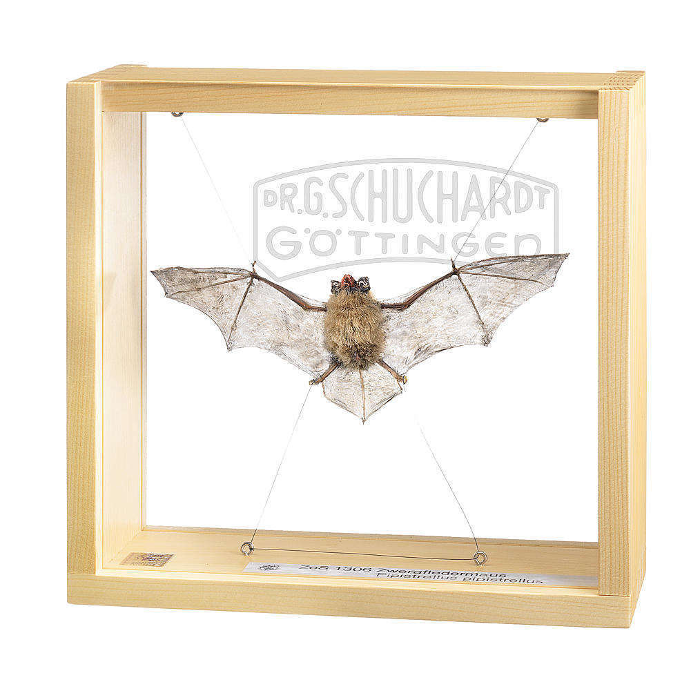 Zwergfledermaus  Männchen (Pipistrellus pipistrellus) Modell SOMSO®