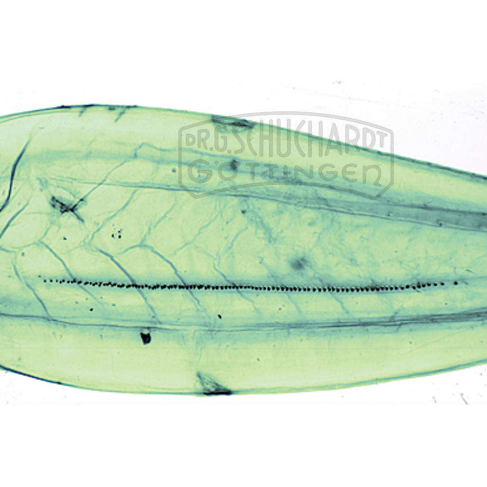 LIEDER Urinsekten & Geradflügler (Apterygota Orthoptera)  neue erweiterte Serie 10 Präparate