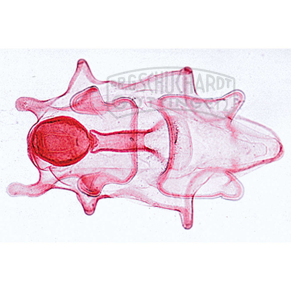 LIEDER Stachelhäuter Moostiere Armfüßer (Echinodermata Bryozoa Brachiopoda)  10 Präparate