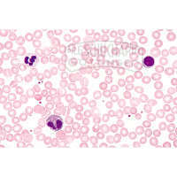 LIEDER Histologie: Blut 10 Mikropräparate