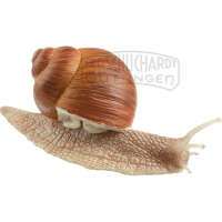 Weinbergschnecke Modell SOMSO®