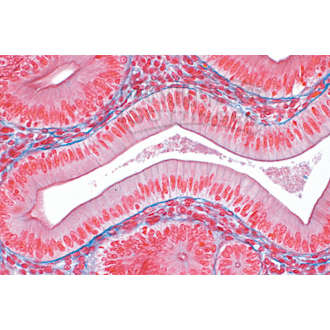 LIEDER Histologie der Säugetiere (Mammalia) Ergänzungsserie 50 Präparate