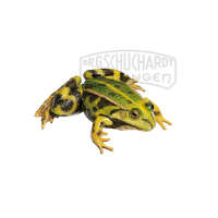 Teichfrosch  Weibchen Modell SOMSO®