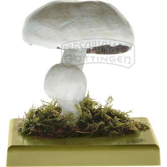 Schafchampignon  Anisegerling Modell SOMSO®