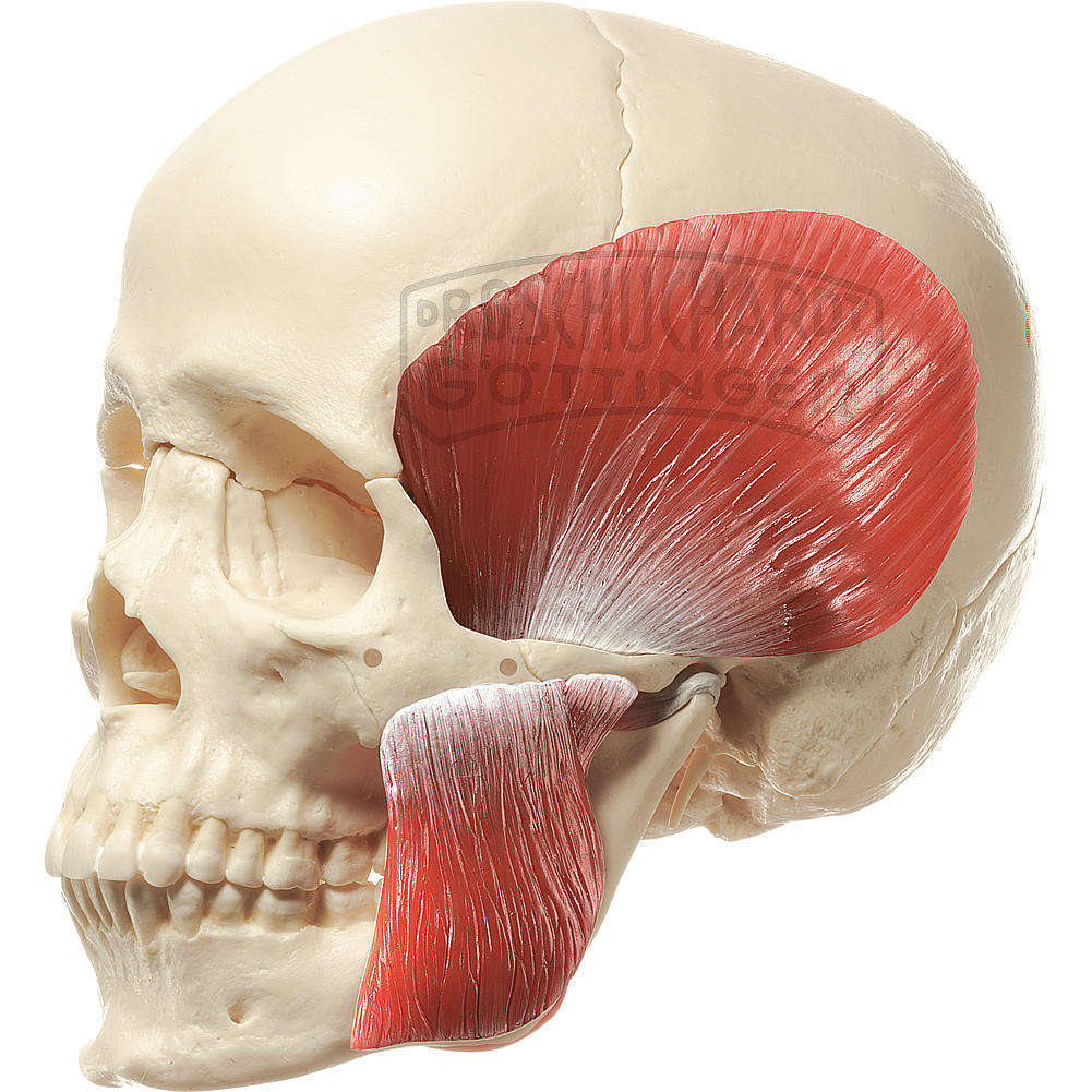 Schädelmodell 18-teilig mit Kaumuskeln Modell SOMSO®