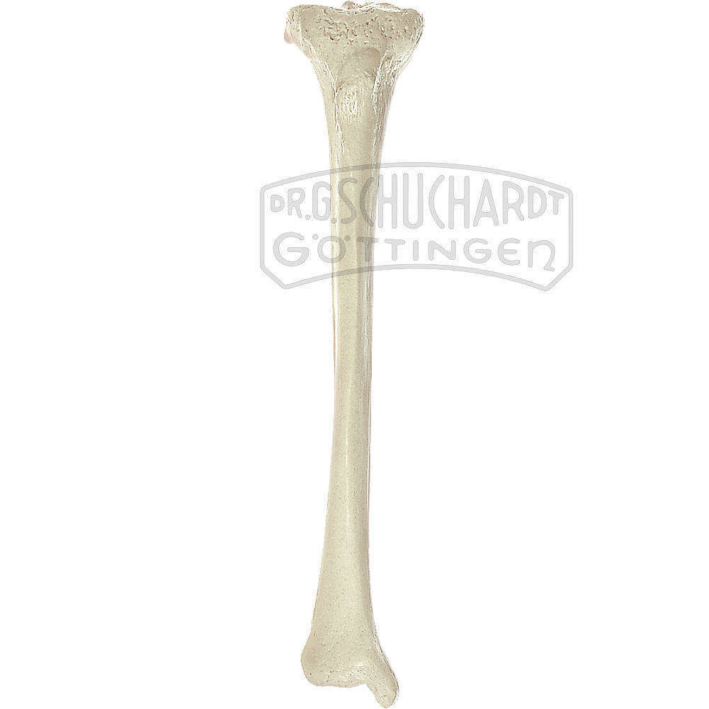 Schienbein (Tibia) Modell SOMSO®