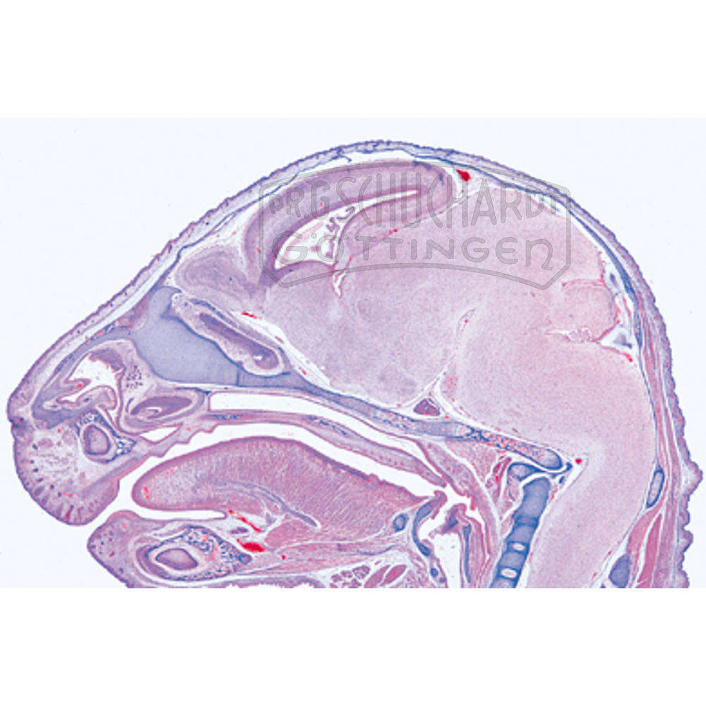 LIEDER Entwicklung des Schweineembryos (Sus scrofa) 10 Präparate