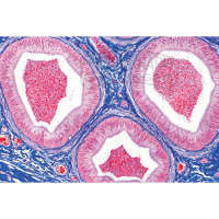 LIEDER Histologie: Männliche Geschlechtsorgane 7 Mikropräparate