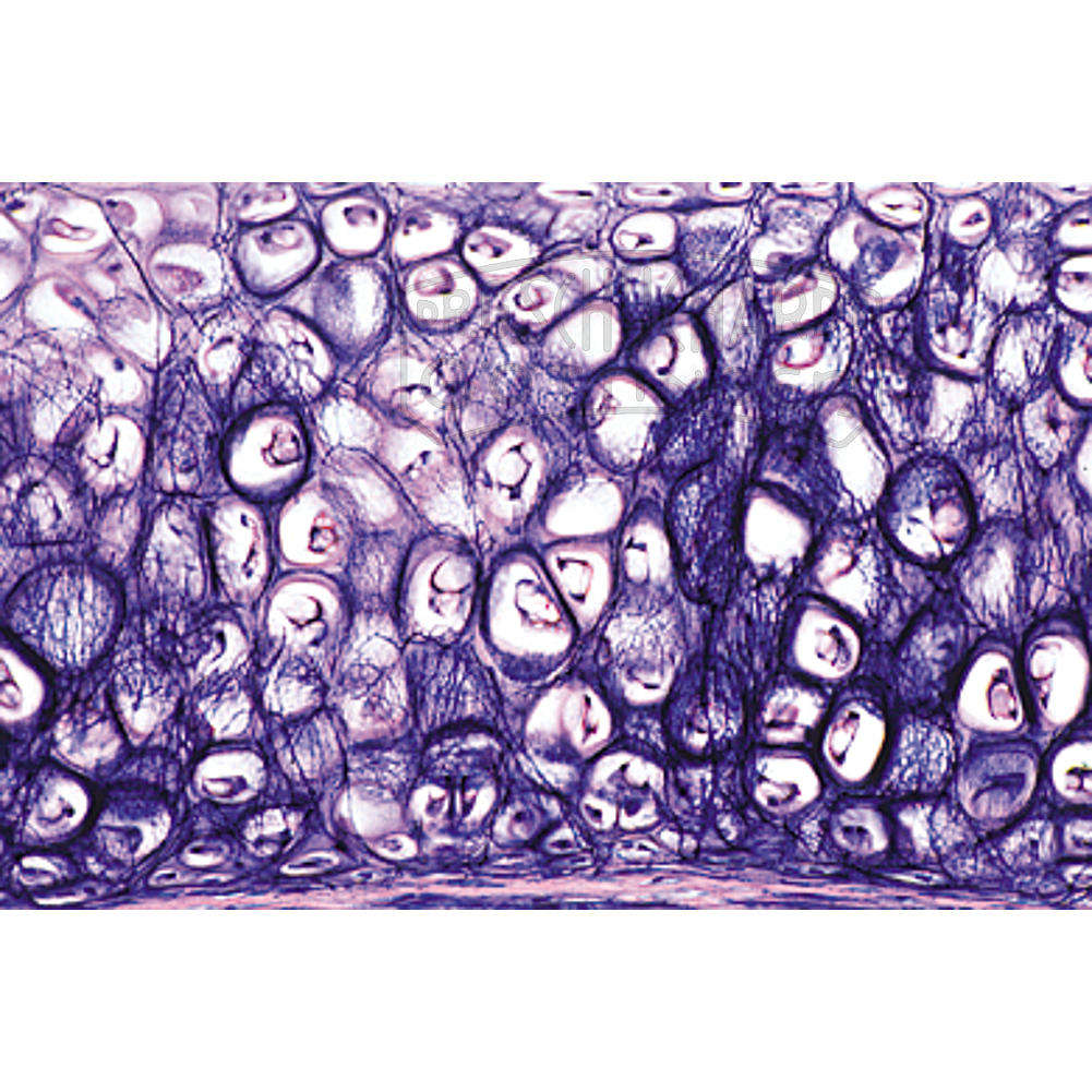 LIEDER Histologie des Kaninchens (Lepus cun.)  25 Präparate