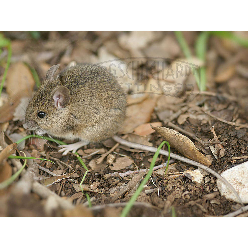 Stopfpräparat Waldmaus