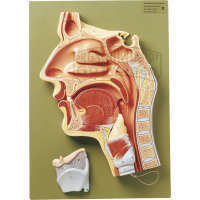 Medianschnitt der Nasen-  Mund- & Rachenhöhle Modell SOMSO®