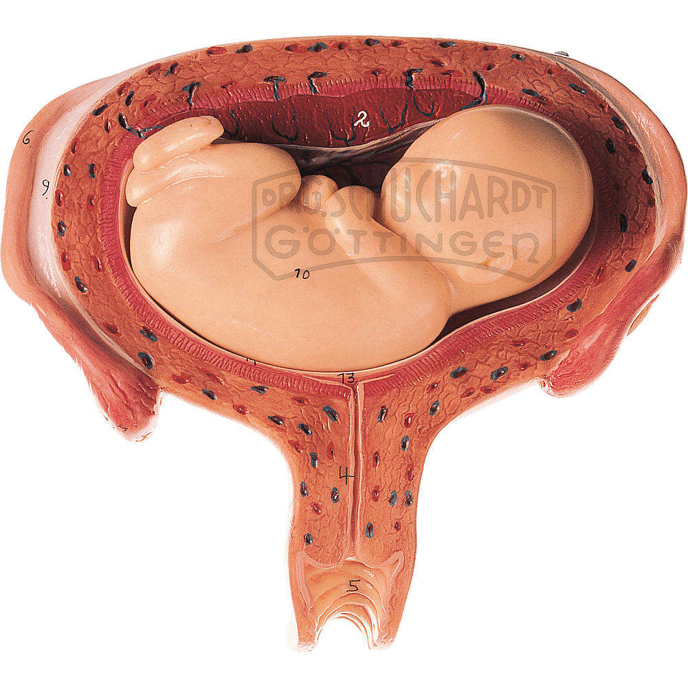 Uterus mit Fetus im 5. Monat Modell SOMSO®