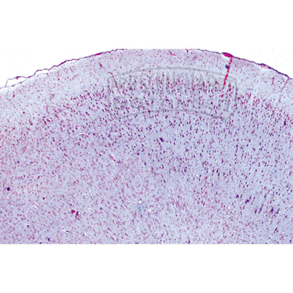 LIEDER Histologie: Nervensystem 10 Mikropräparate