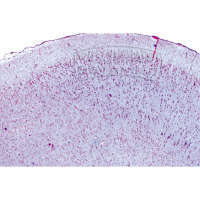 LIEDER Histologie: Nervensystem 10 Mikropräparate