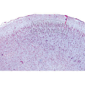 LIEDER Histologie: Nervensystem 10 Mikropräparate