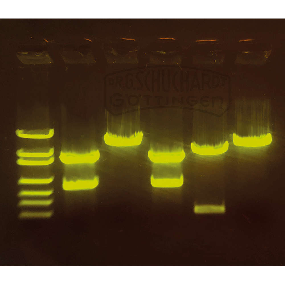 Biotechnologie mit Nutzpflanzen: CRISPR