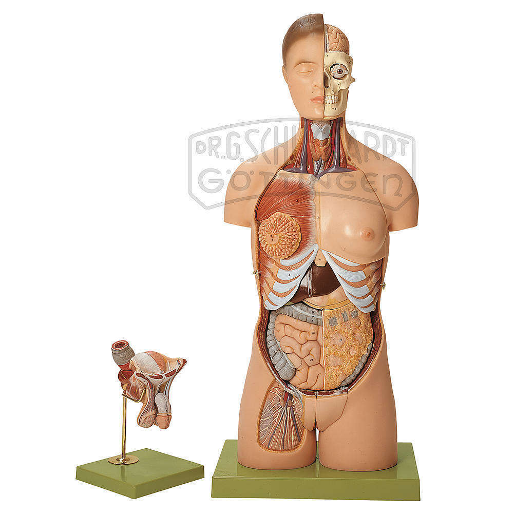Torsomodell mit Kopf & auswechselbaren Geschlechtsorganen (20-teilig) Modell SOMSO®