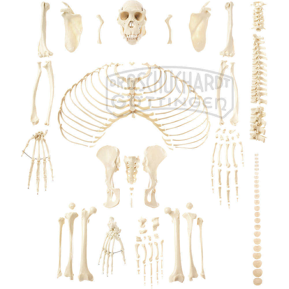 Unmontiertes künstliches Schimpansenskelett Modell SOMSO®