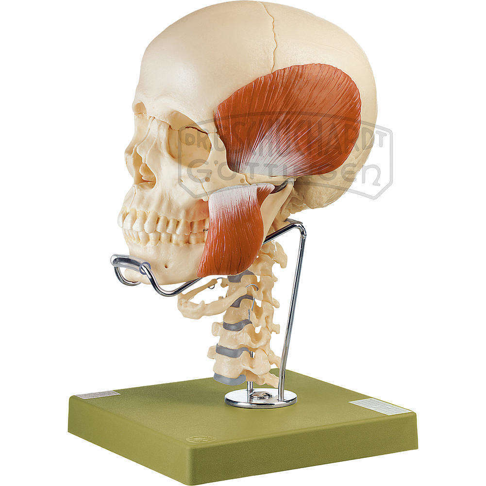 Schädelmodell 18-teilig Mit Kaumuskulatur  Halswirbelsäule & Zungenbein Modell SOMSO®