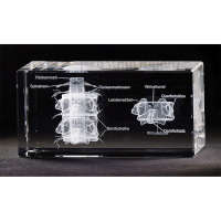 3-D Modelle in Glas, Wirbel mit Nerven