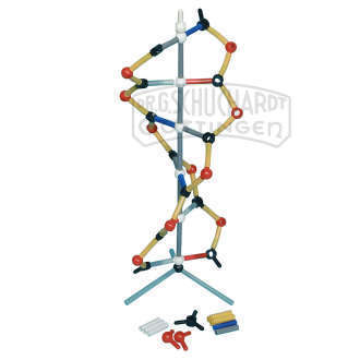 Orbit™: Kurzes DNA-Modell DeLuxe