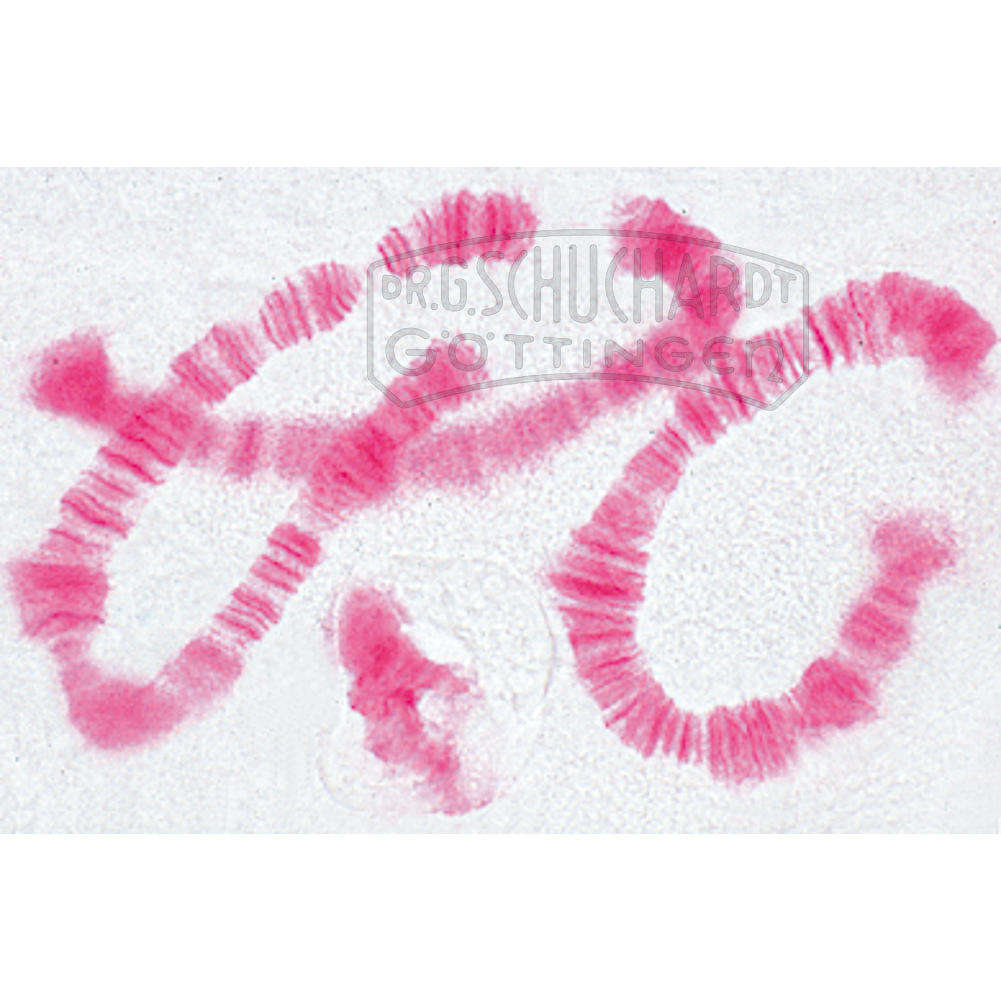 Riesenchromosomen aus der Speicheldrüse der Chironomus-Larve