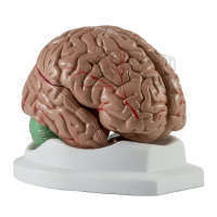 Gehirn 4-teiliges Standard