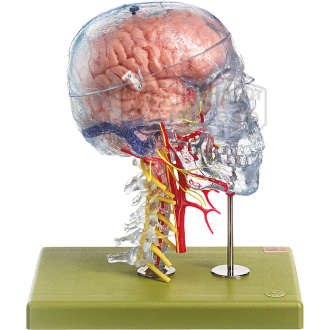 Neuroanatomie-Kopfmodell Modell SOMSO®