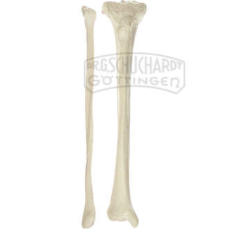 Unterschenkelknochen (Tibia et Fibula) Modell SOMSO®